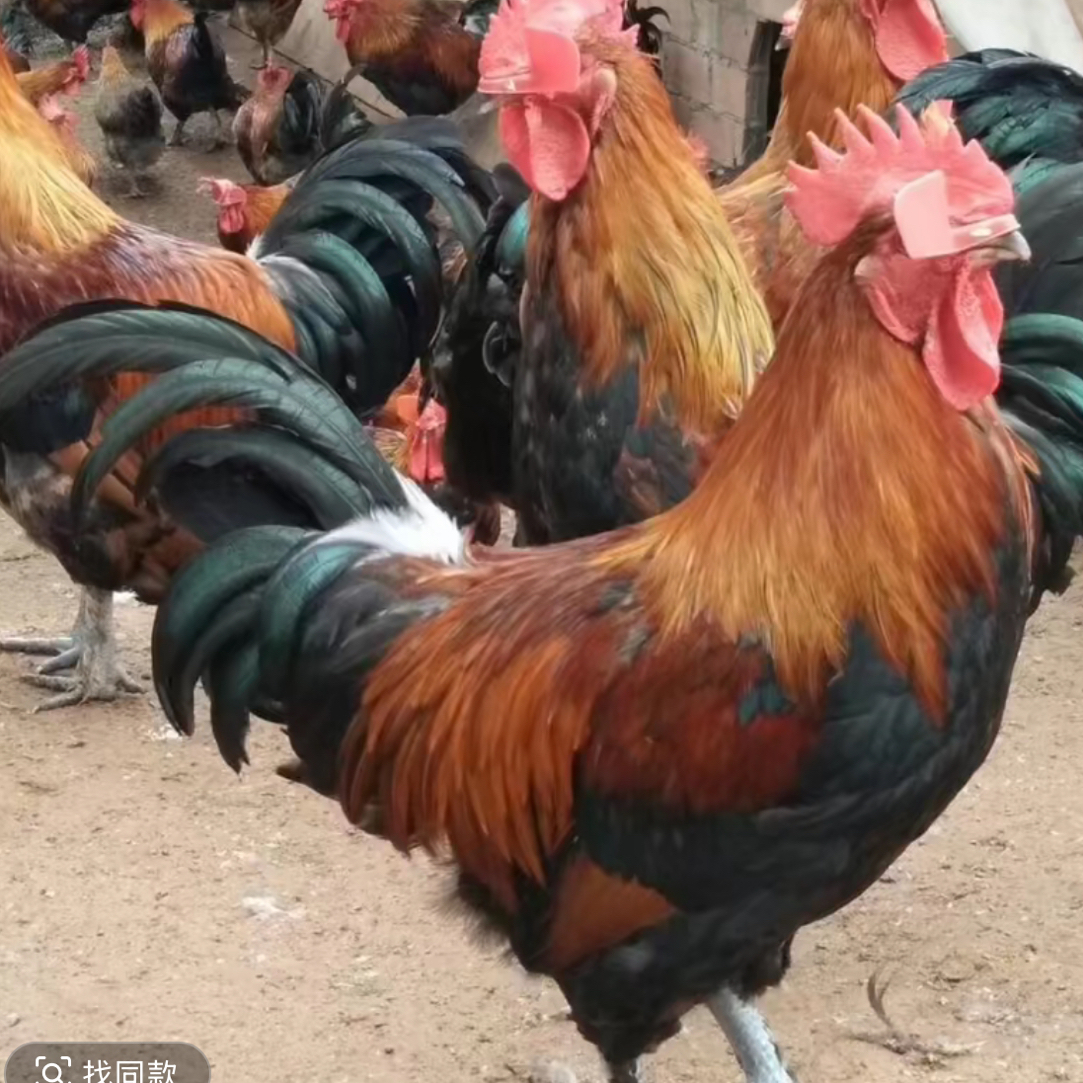 两只大公鸡（嘎嘎实惠）