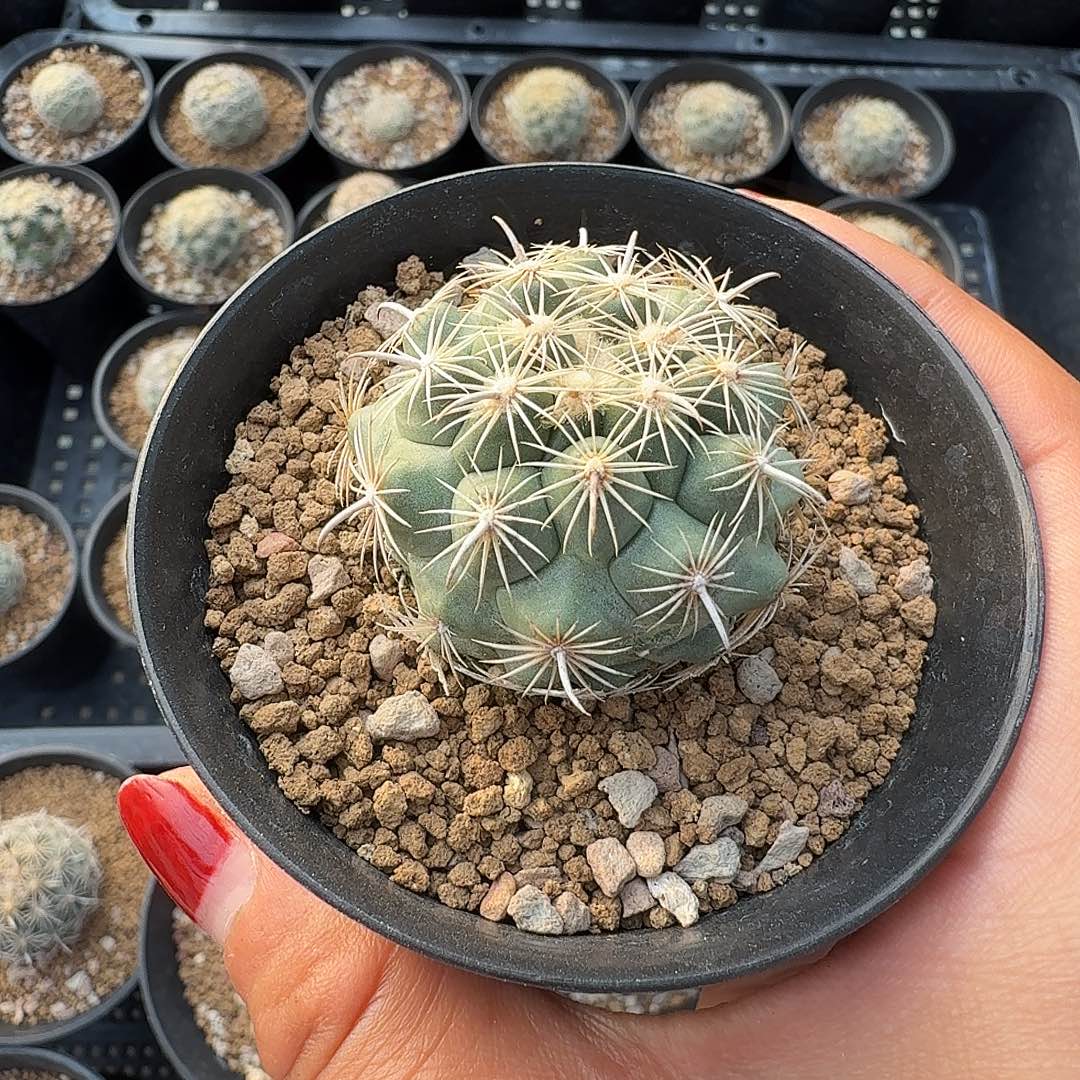 乌***啦实生仙人球带盆发货