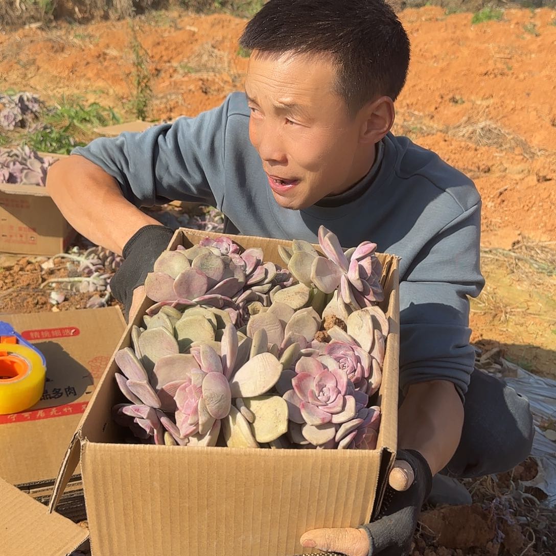 箱拍紫乐多肉轻微断肢不售后看好在拍