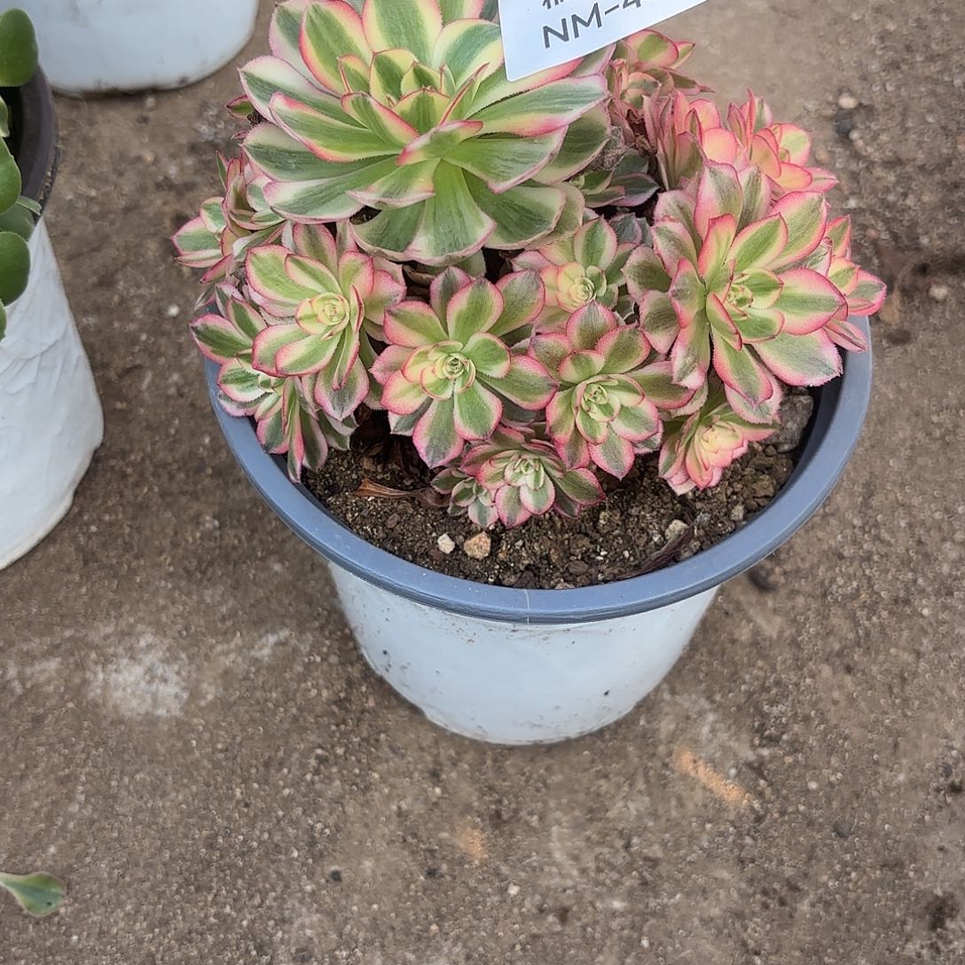 倾城多肉植物多头469