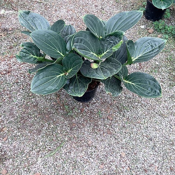 一***，无花朵荷兰进口宝莲灯