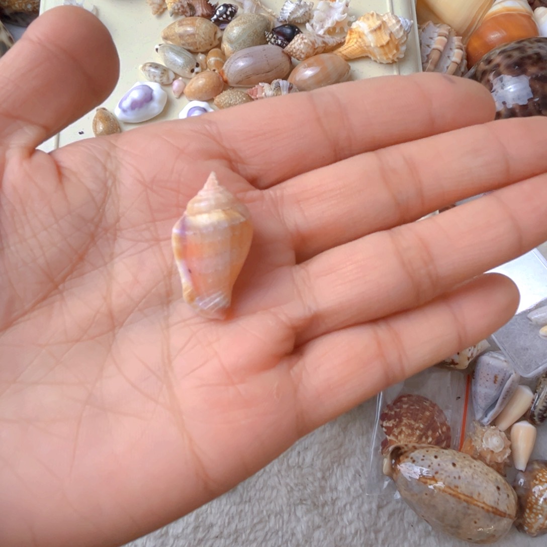 大理石磁石小*女天然贝壳海螺批发零售