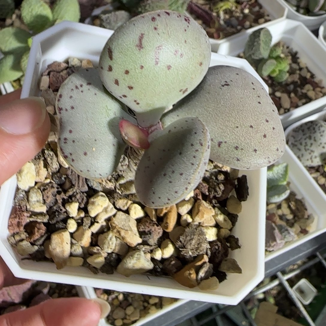 粉蛋水泡多肉植物