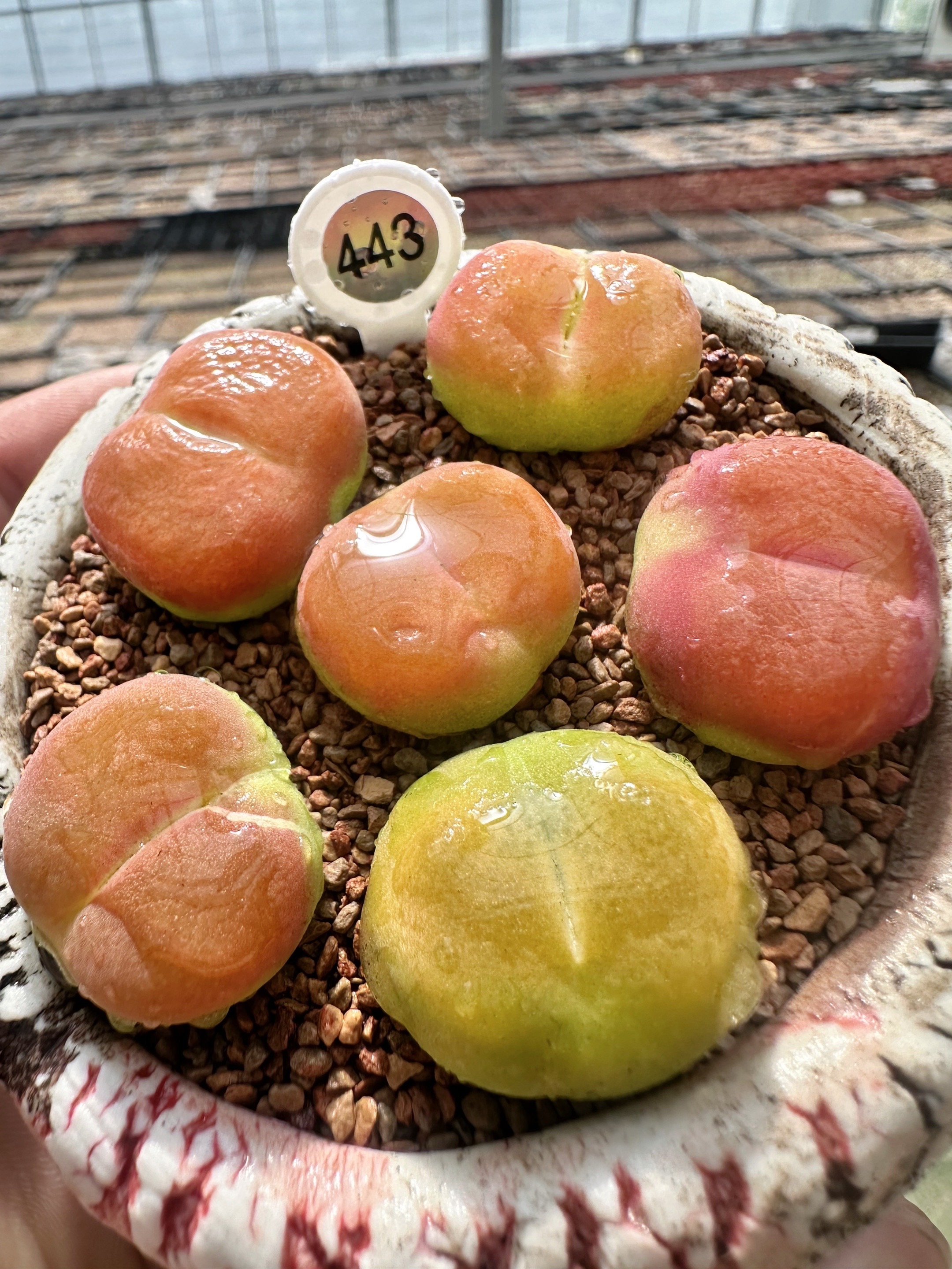 443多肉植物肉锥蟠桃一颗