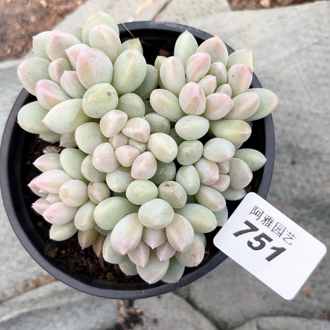 阿雅园艺。       751