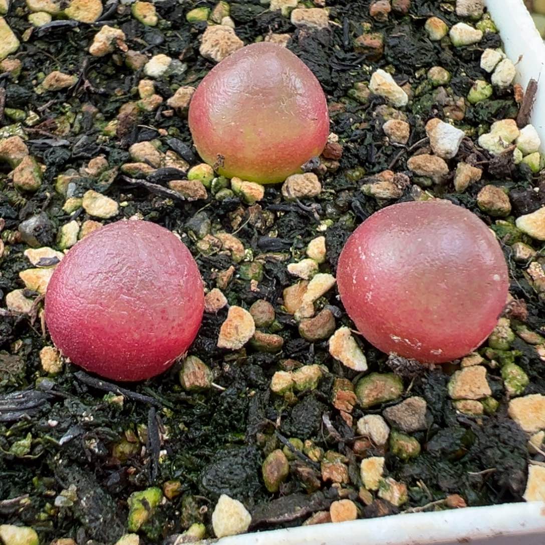 2.4好看的多肉473