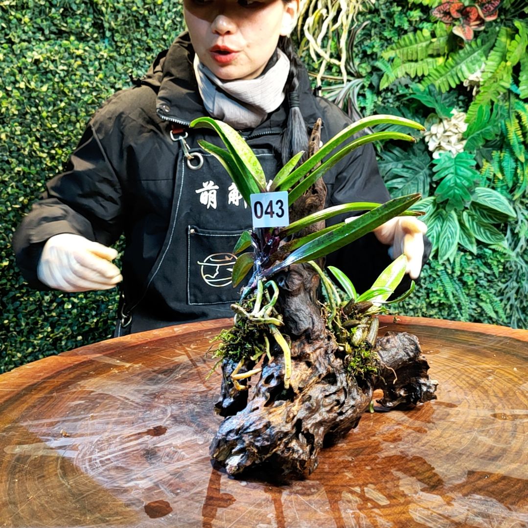 【闪购商品】043腊质红风兰，红果石豆花花