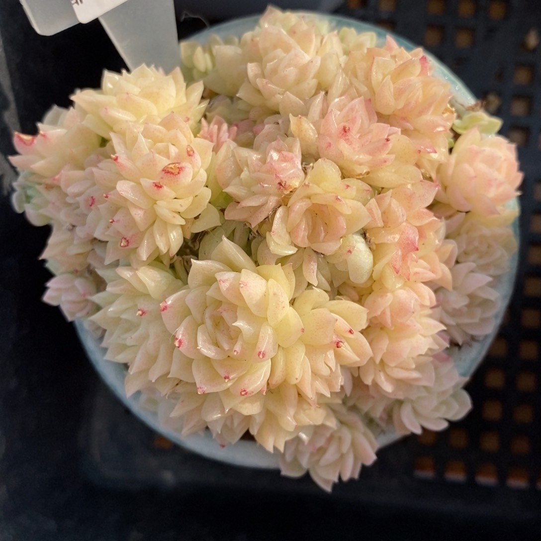 卡****丁318东篱下多肉植物盆栽