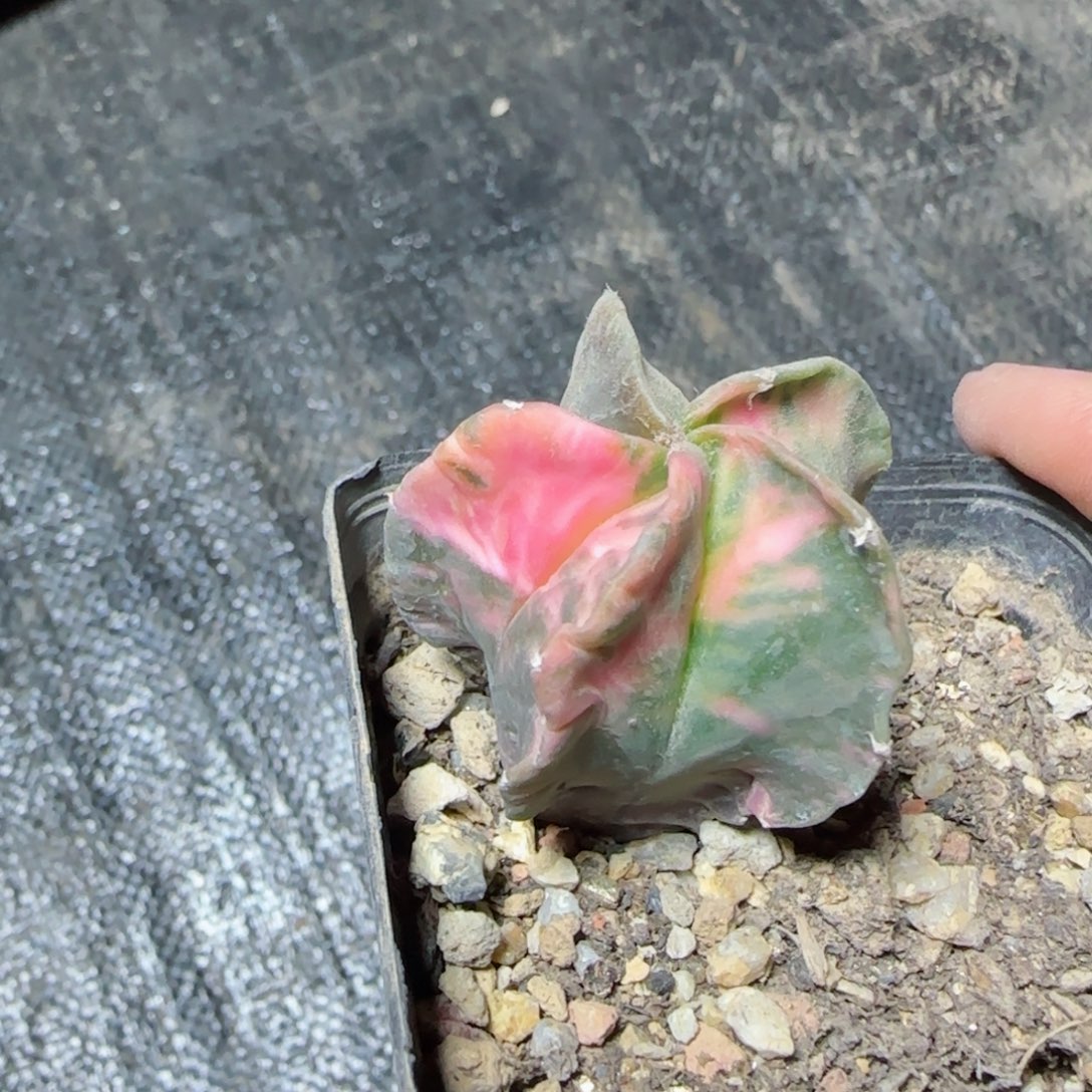 实生鸾凤玉多肉3.6