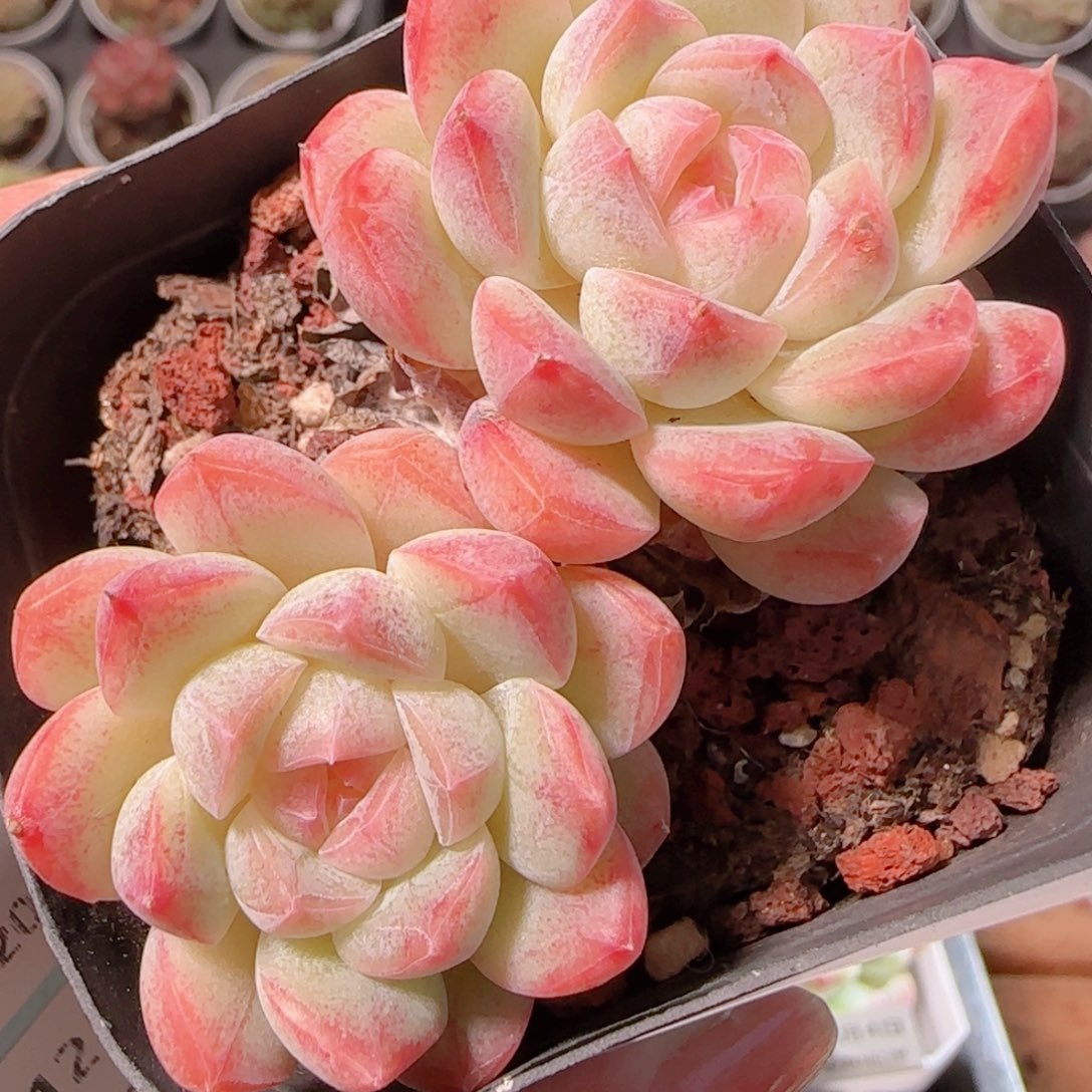 花语多肉1204-188