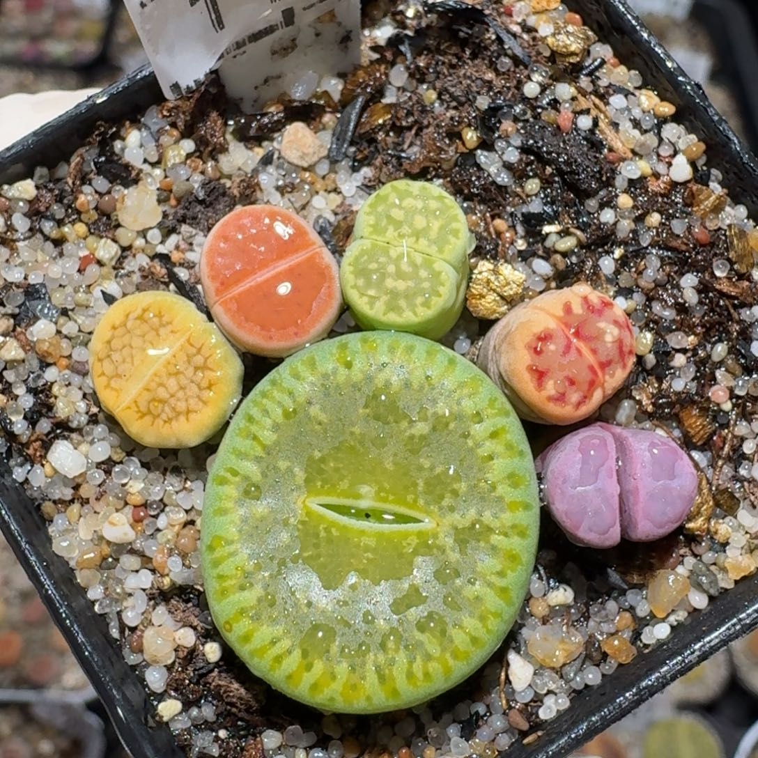 Zzz逛逛小黄车1186