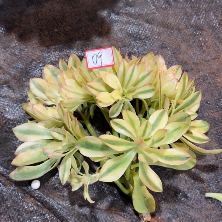 明***后无花朵009特价荷花无根无售后