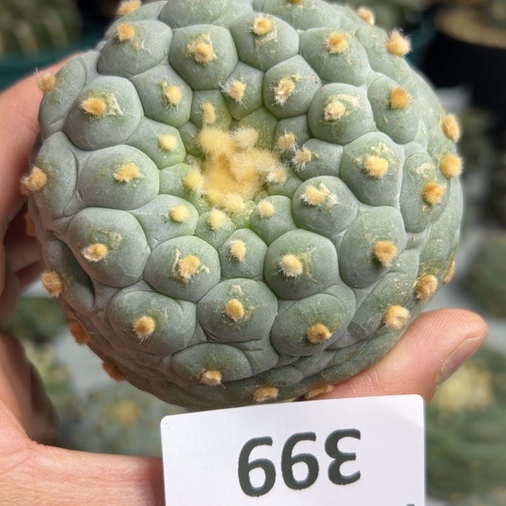 399可节后发货可帮发根