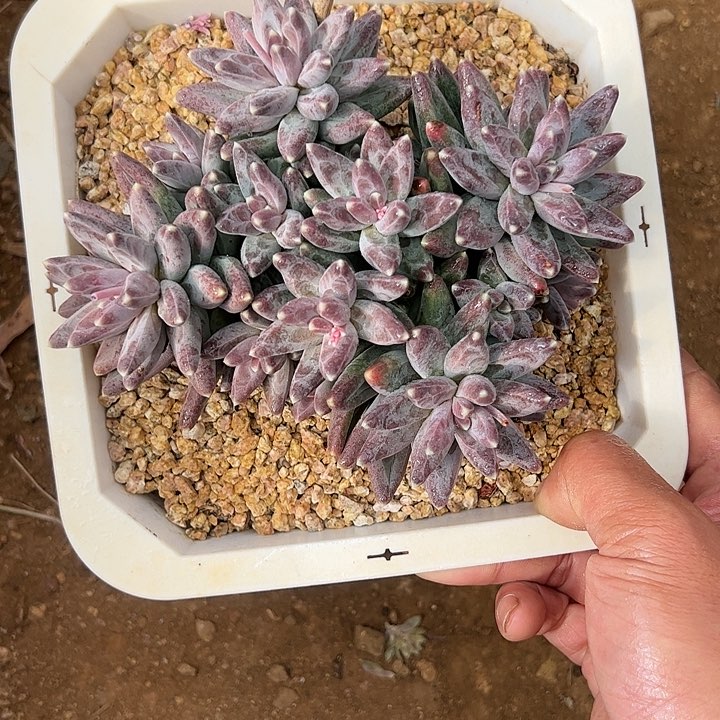 【闪购商品】乌拉胖体