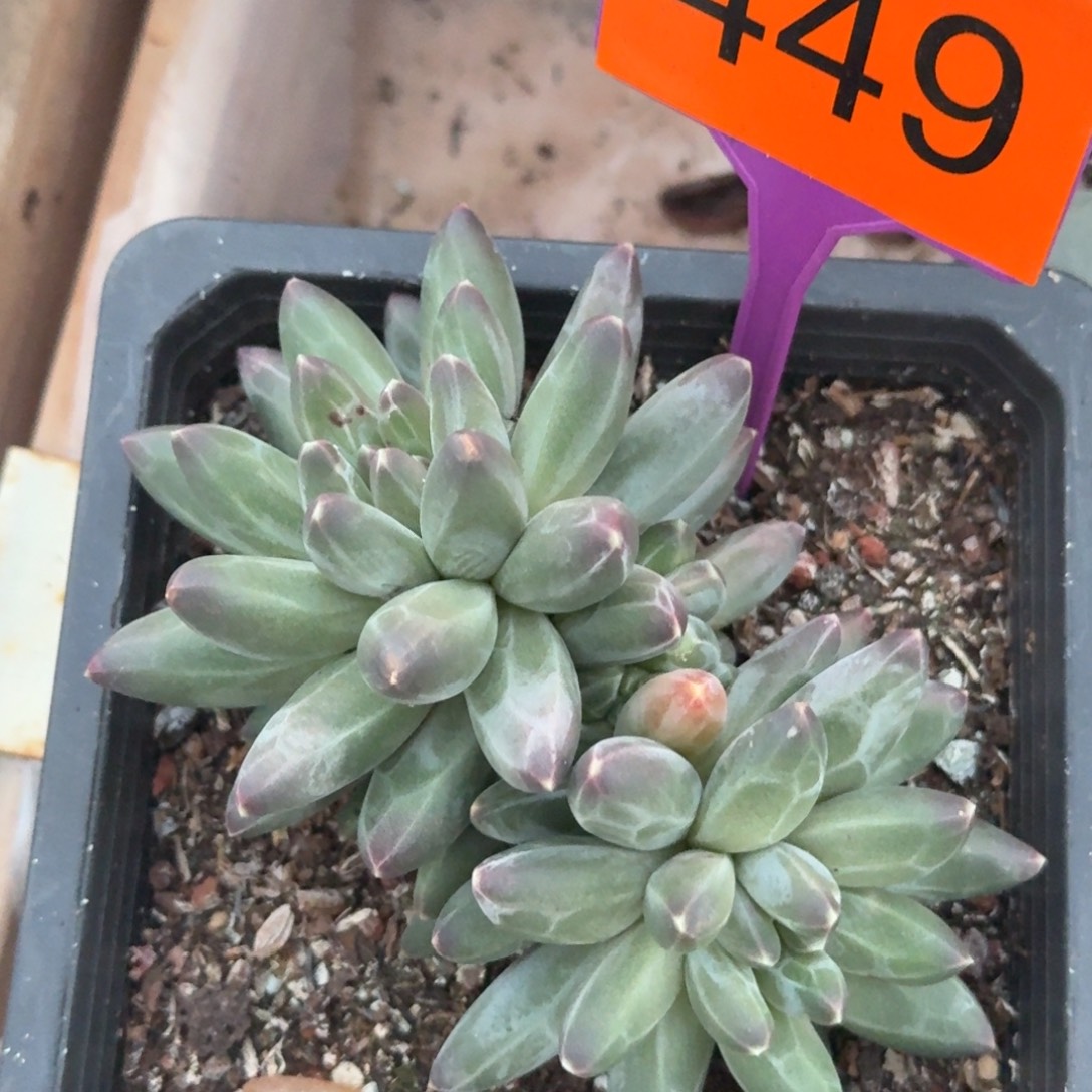 伊卡鲁斯一物一拍449