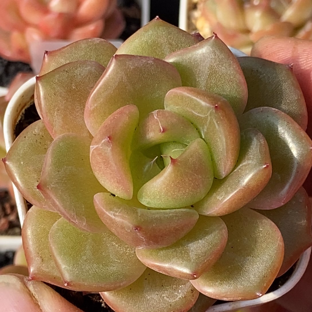 天官赐福百无禁忌