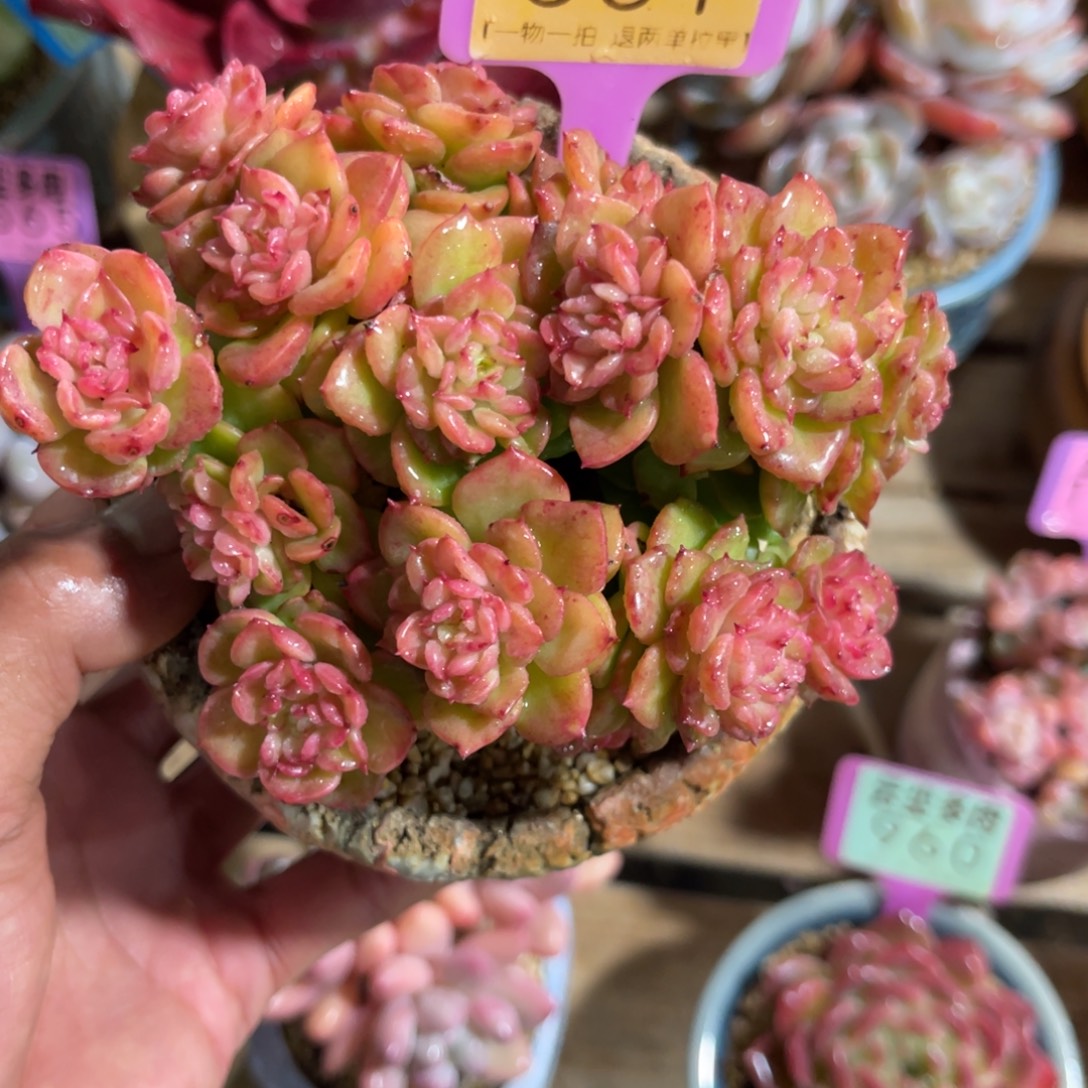 云尘多肉一物一拍不含盆851