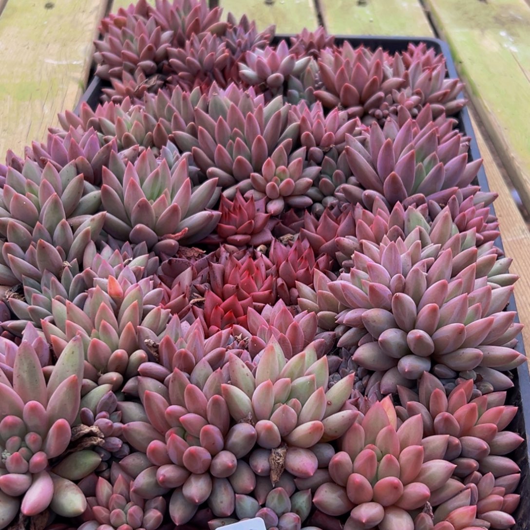 057生日快乐呀小丁同学生日快乐