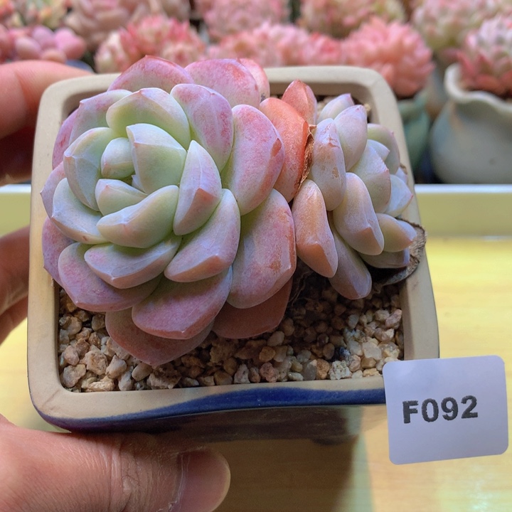 一物一拍满38包邮F092