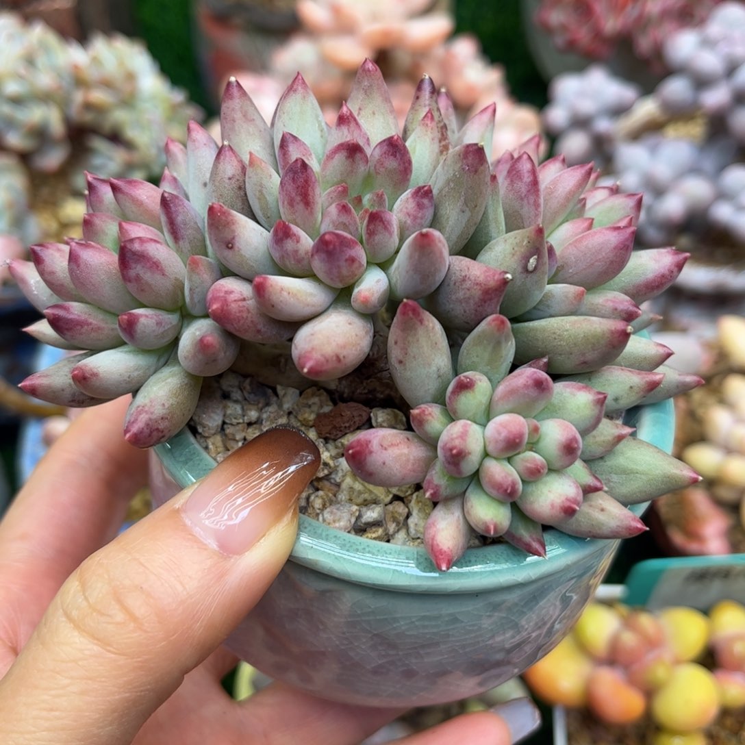 二代虞美人老桩11厘米