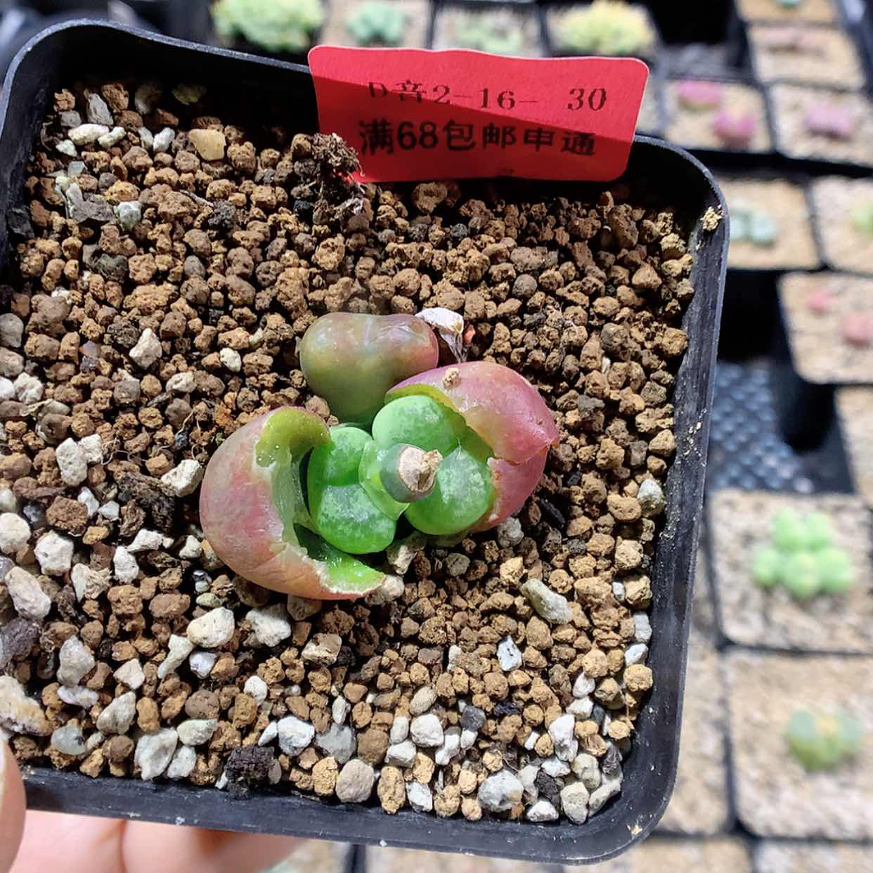 【闪购商品】2-16-30 毛杂猴多肉一颗特20