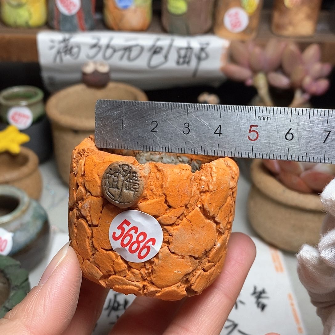 红陶拍5送一个小