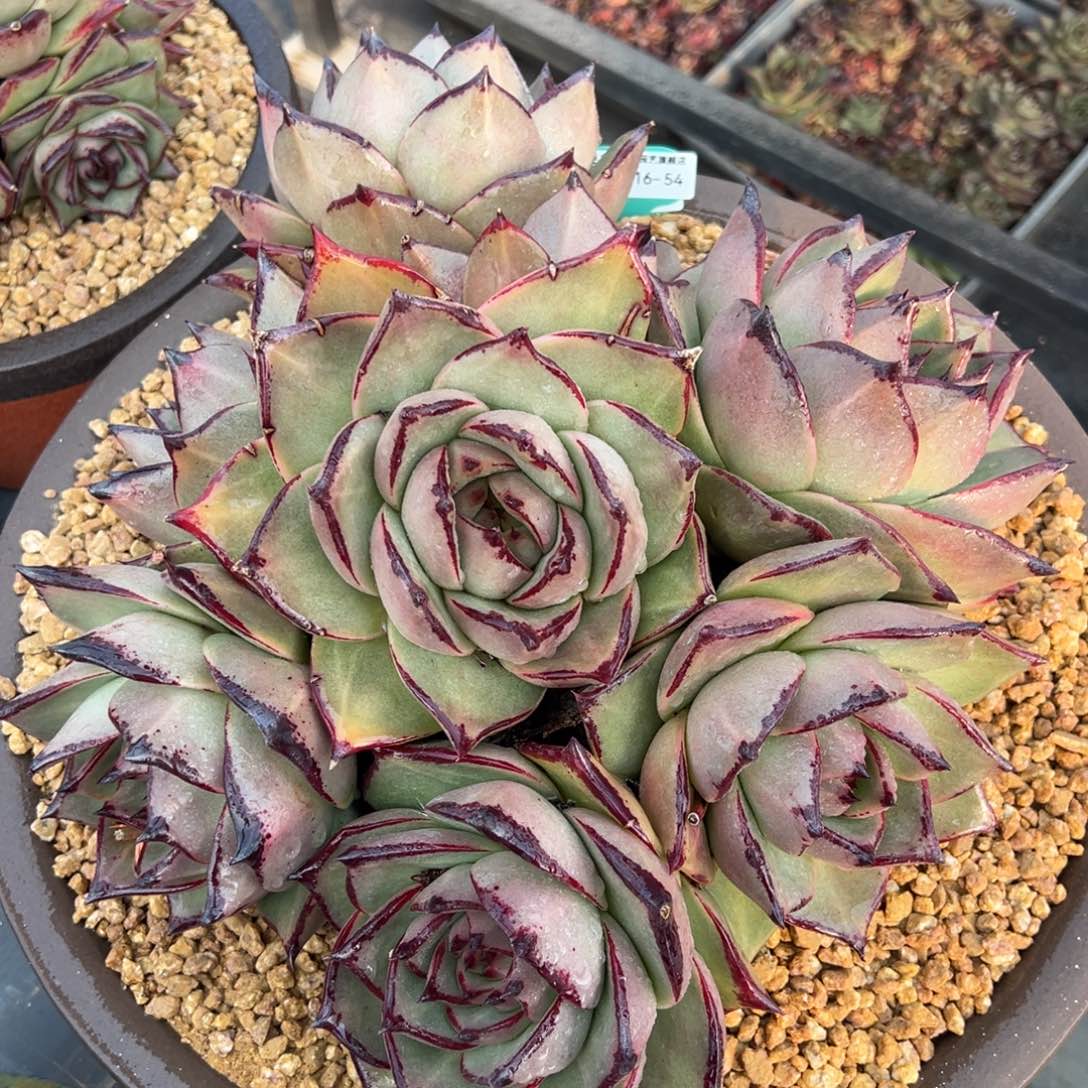 从前慢多肉精选编号0216.54