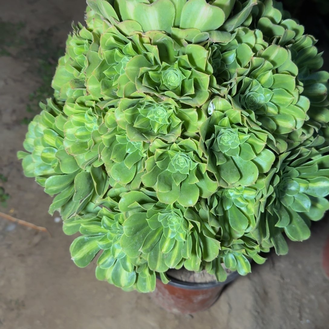 5938琉璃多肉植物