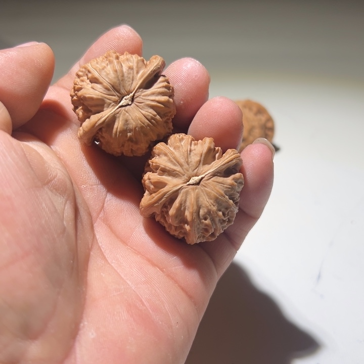 V***o把件文玩核桃白狮子