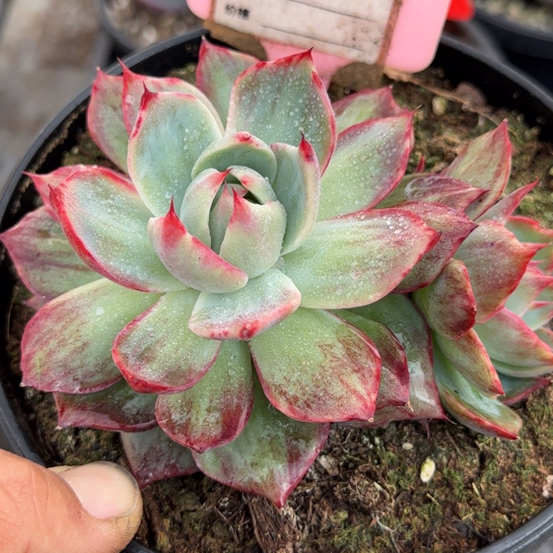 外翻拉丝惊鸿一物一拍包装收缩花旱979