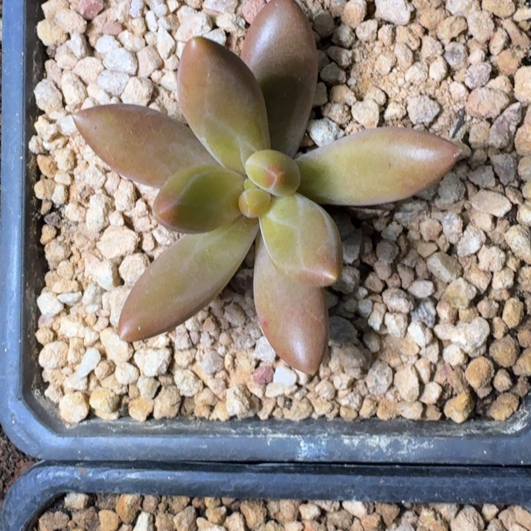 朵唯菲 薯条 单头 一物一拍