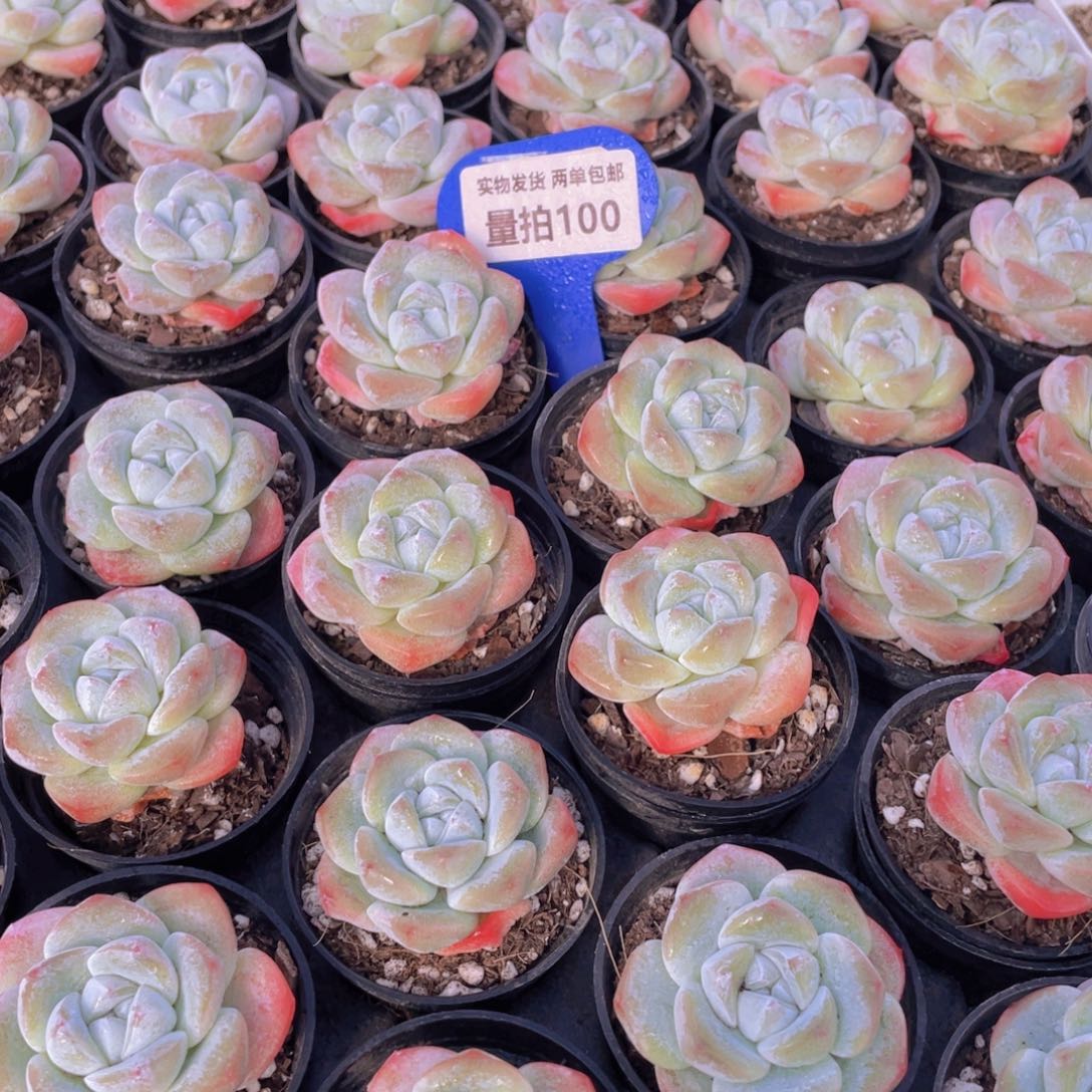 量拍100号 肥胖樱花钻石冰玉单头2个