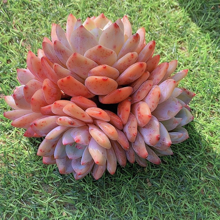 一物一拍，福利橙梦露群老庄