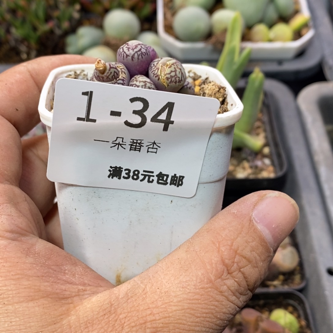 俺*想5666666665666588