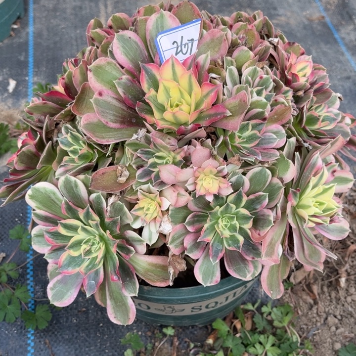 267男神多肉植物法师