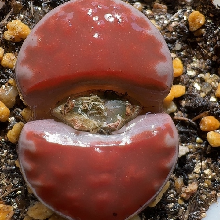 生石花111221。 278