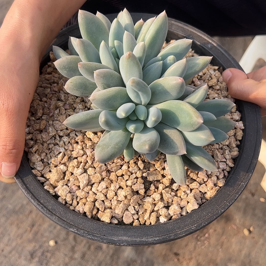 【闪购商品】胖体哥特群