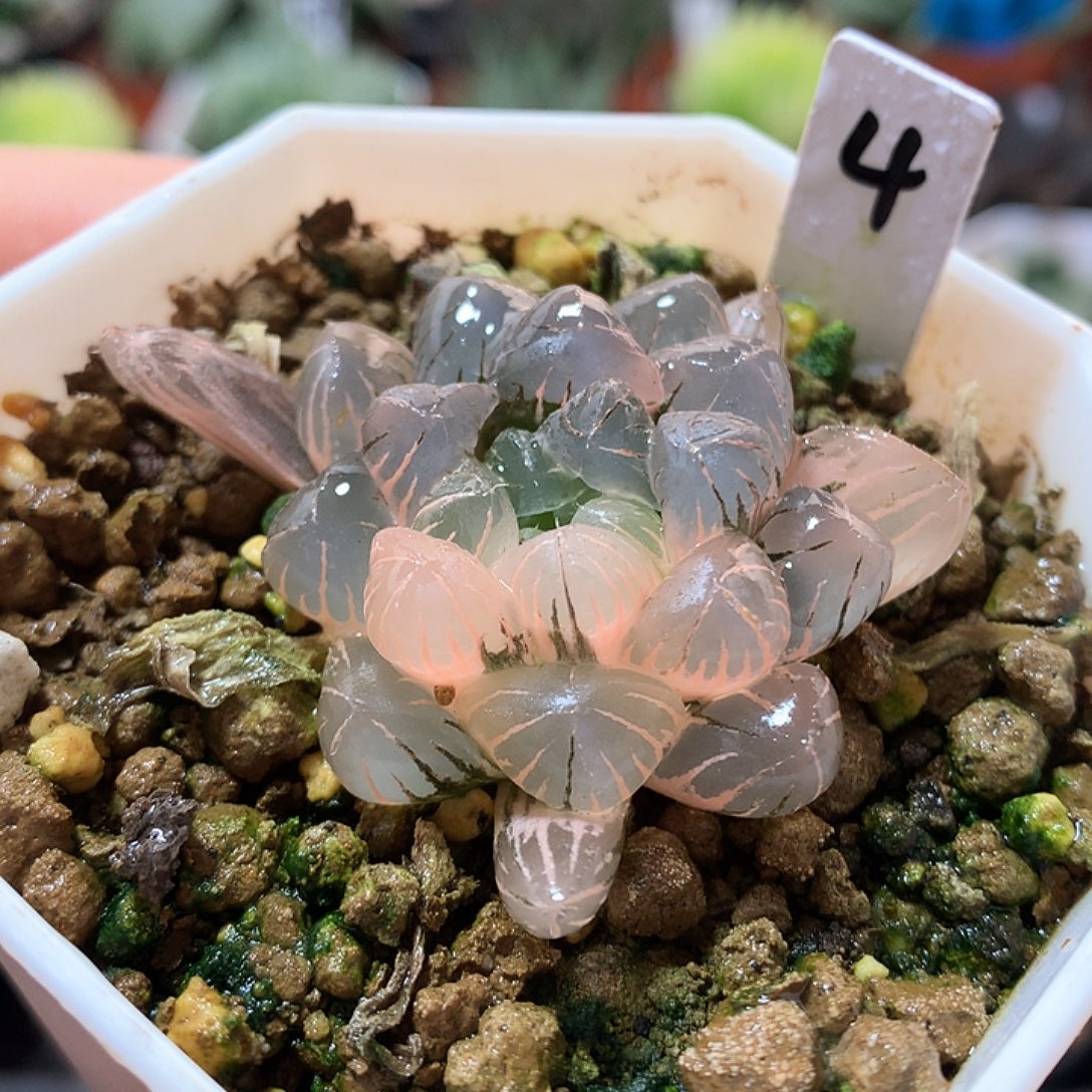 4号冰灯玉露锦一物一拍