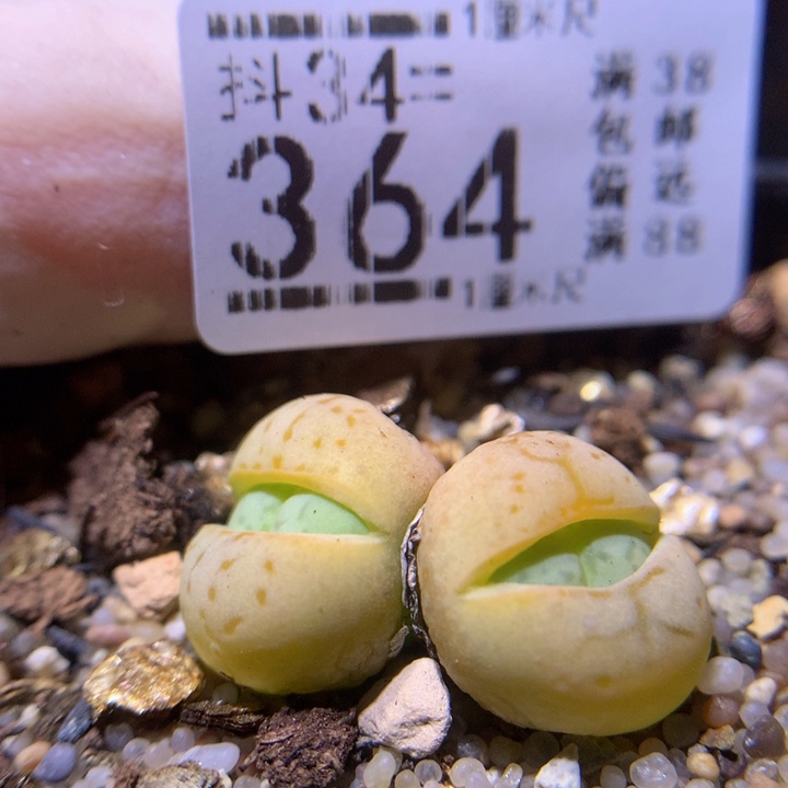 精品生石花34.364