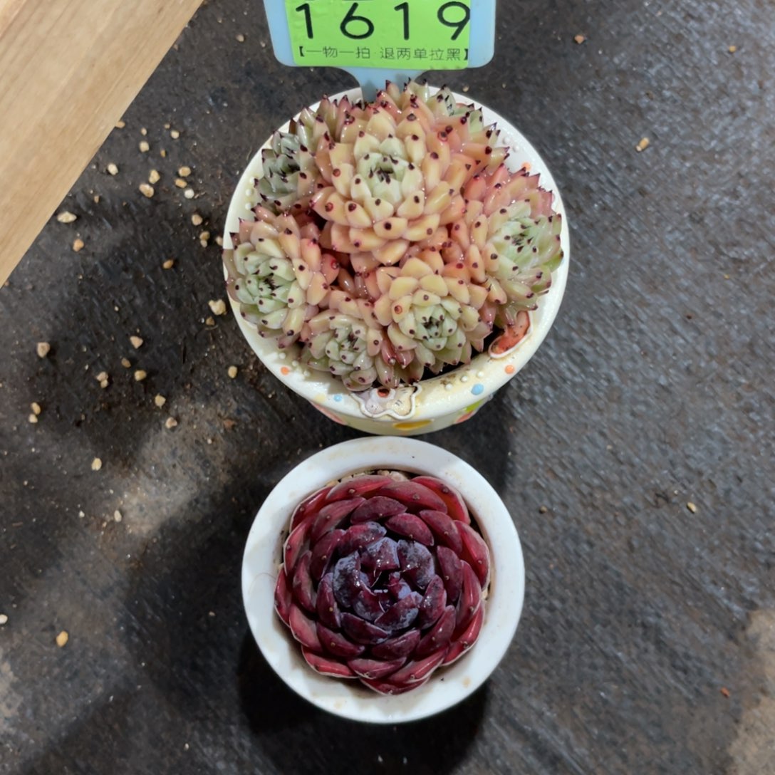 0***0云尘多肉一物一拍不含盆1619