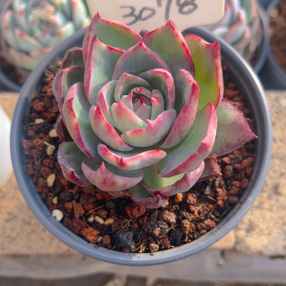 糖*惊鸿仙子3078号一物一拍