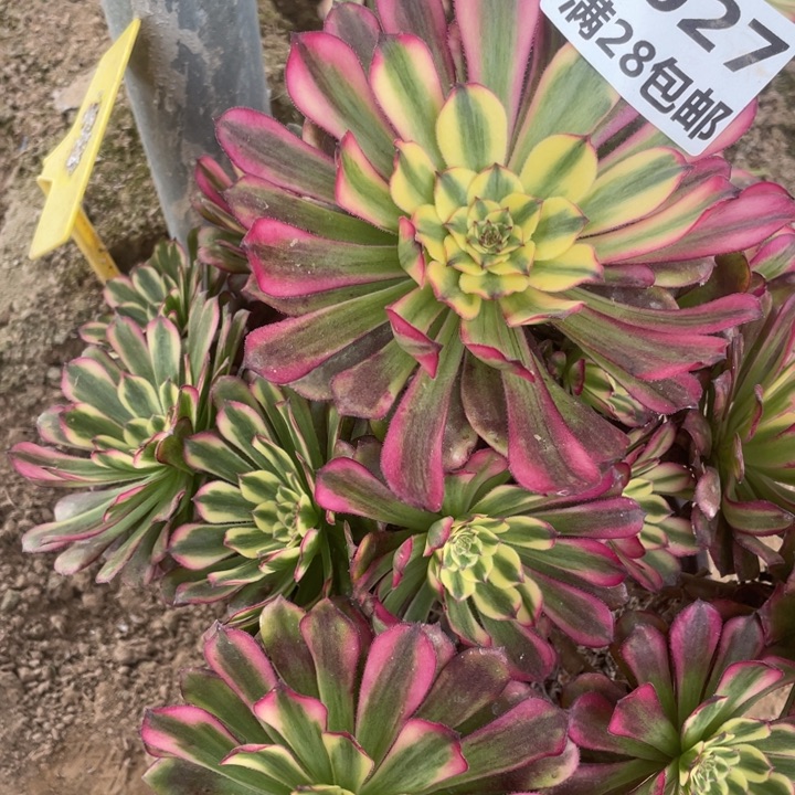 1027舞天姬二号棚A