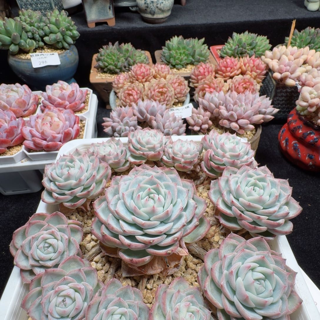 财****乐多肉植物  324  水晶玫瑰  