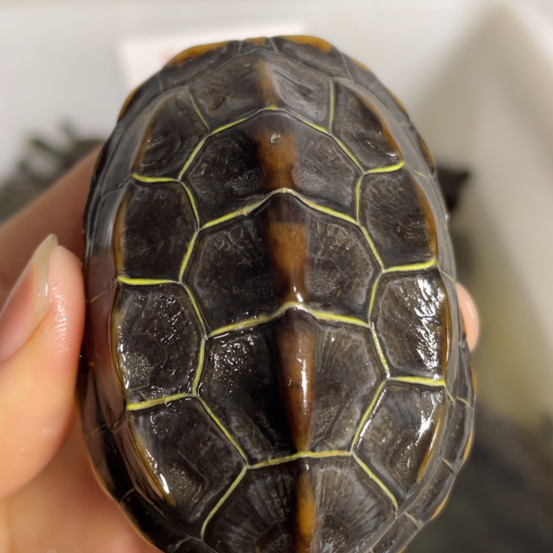 苏北金线冷水草龟