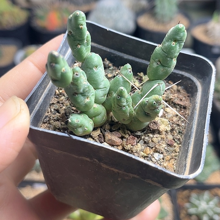 印加兵帽团扇一物一拍