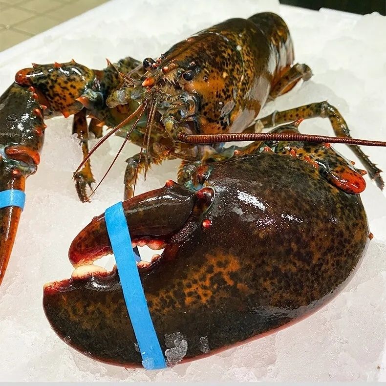 鲜活超大波士顿大龙虾顺丰发货