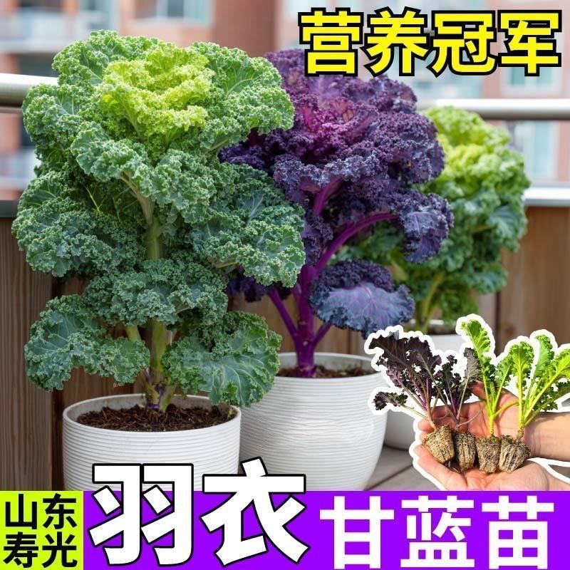【山东寿光优质羽衣甘蓝苗】抗寒耐冻四季种植盆栽地栽可食用简单