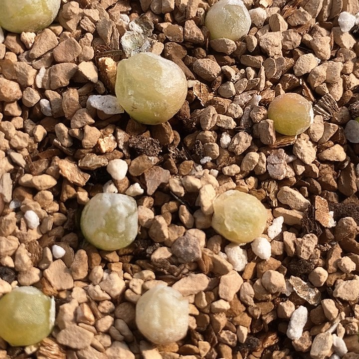 16725哈莫灯一颗        