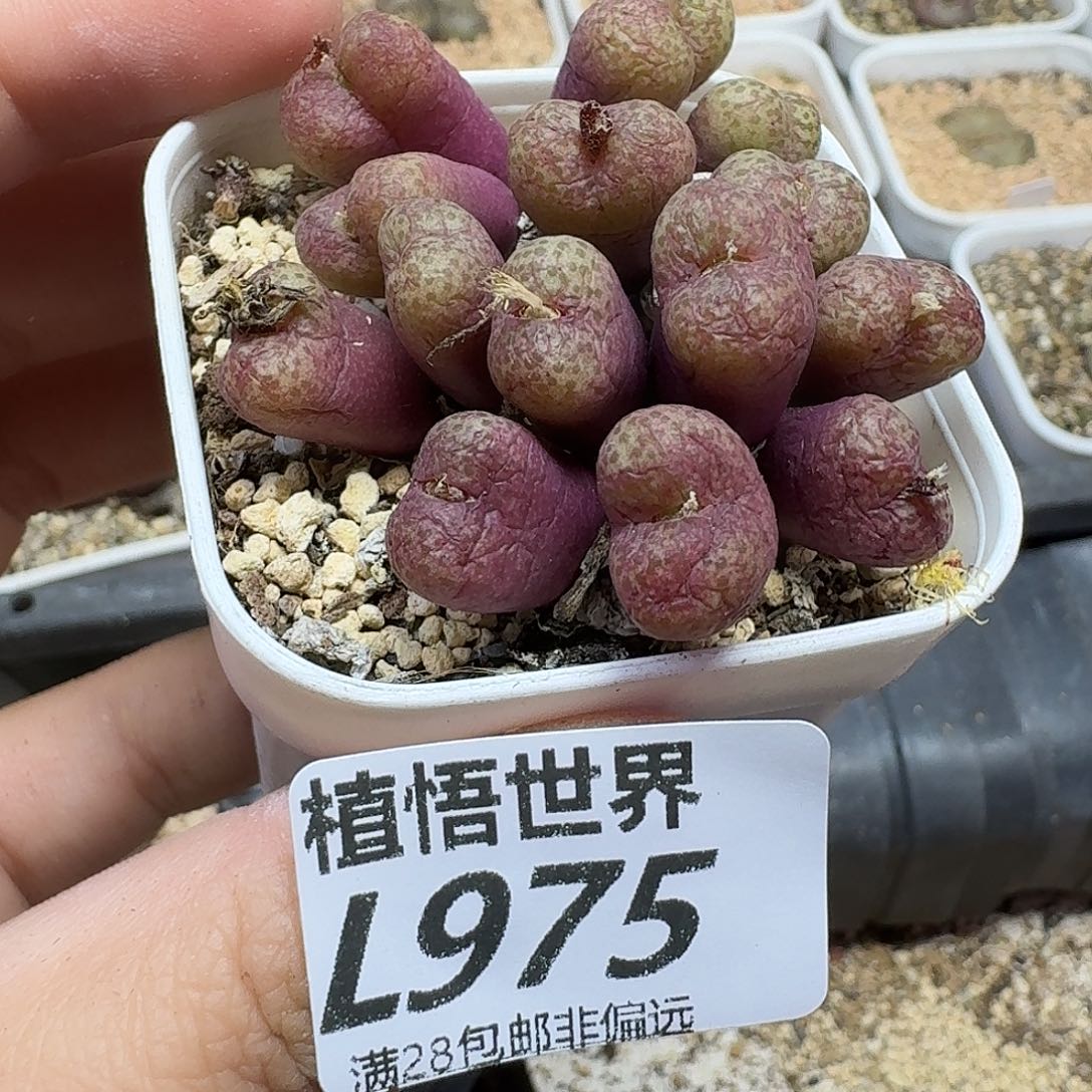 多肉植物的人生fhb