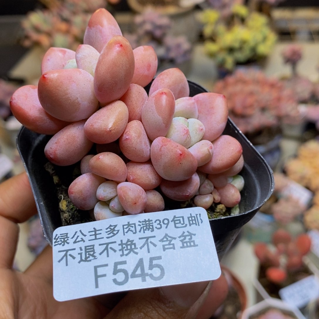 545樱花洛神多肉5c m